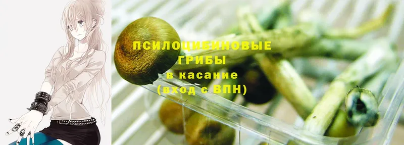 цены   Калининск  Псилоцибиновые грибы GOLDEN TEACHER 